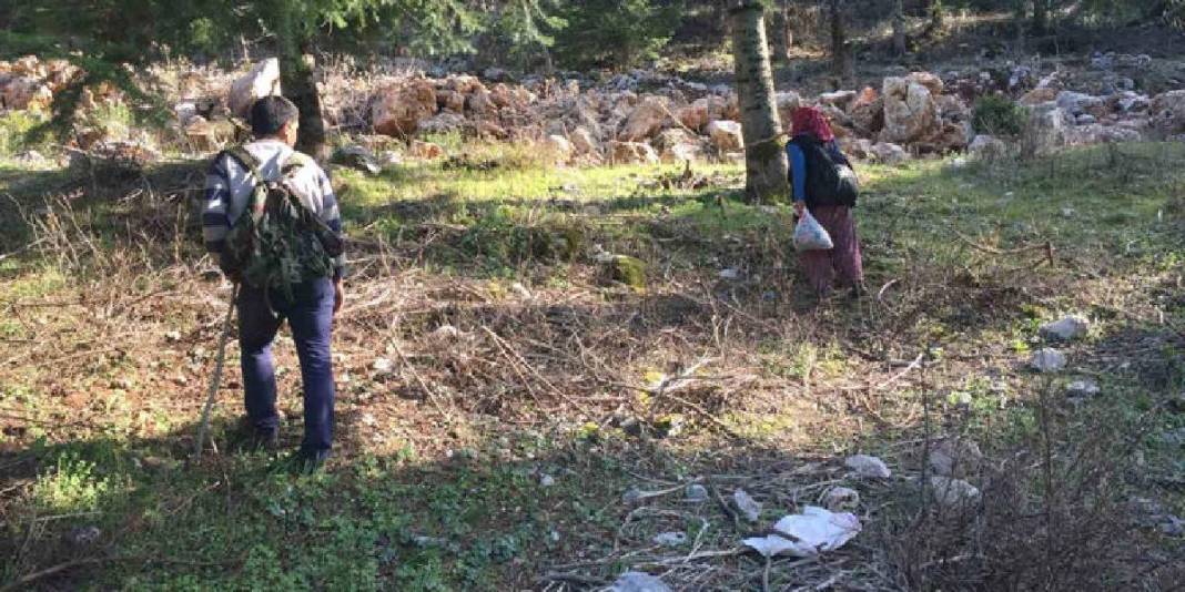 Halk arasında ‘göbek’ diye biliniyor, 1.800 rakımdan toplanıyor: Kilosu 1500 TL! 3